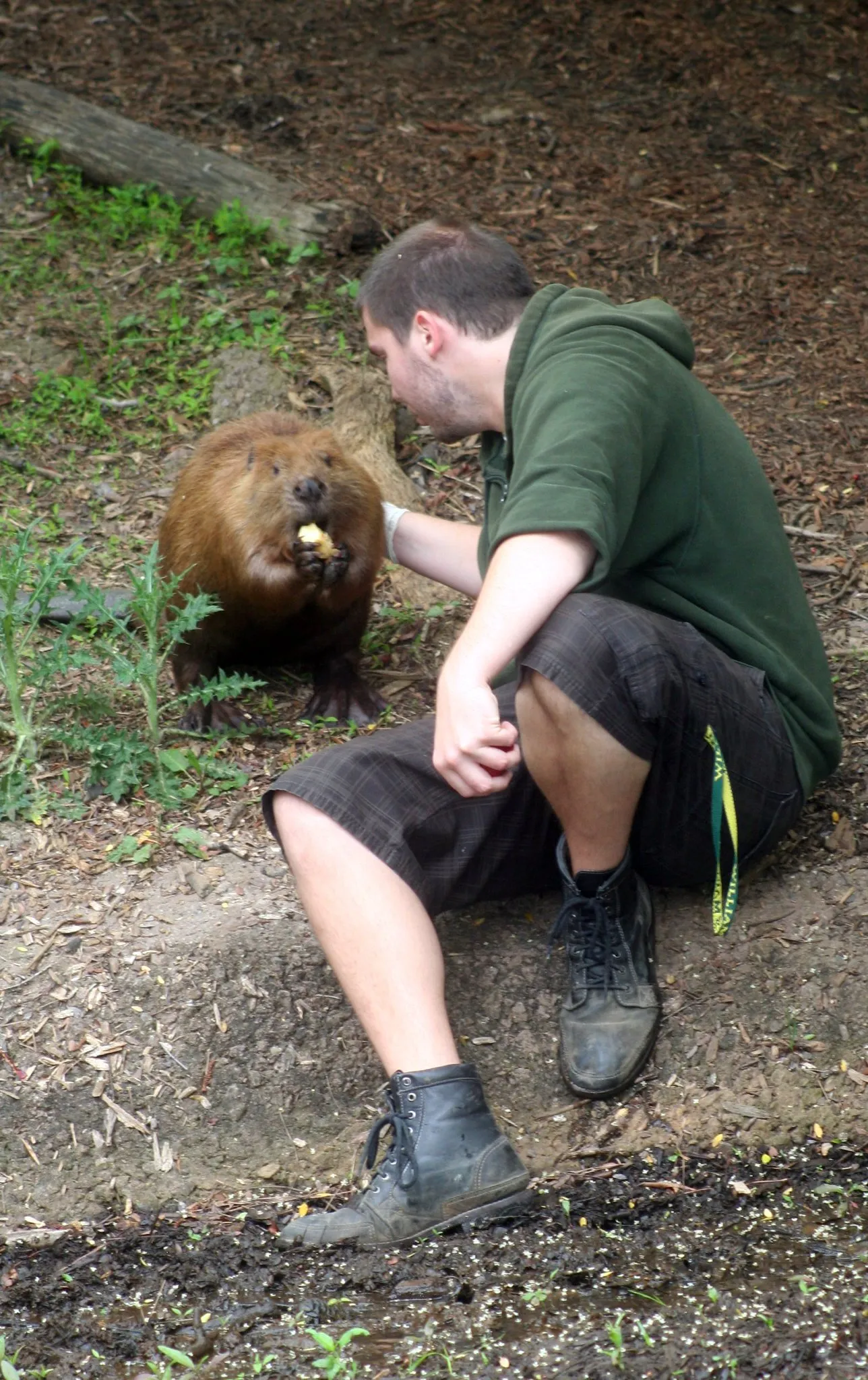 Marmot Vs Beaver Size
