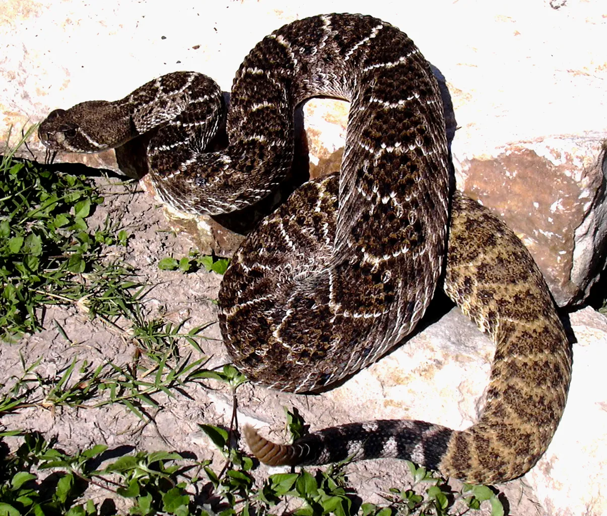 Black Diamondback Rattlesnake Facts