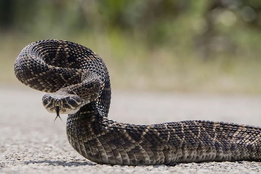 Black Diamondback Rattlesnake Facts