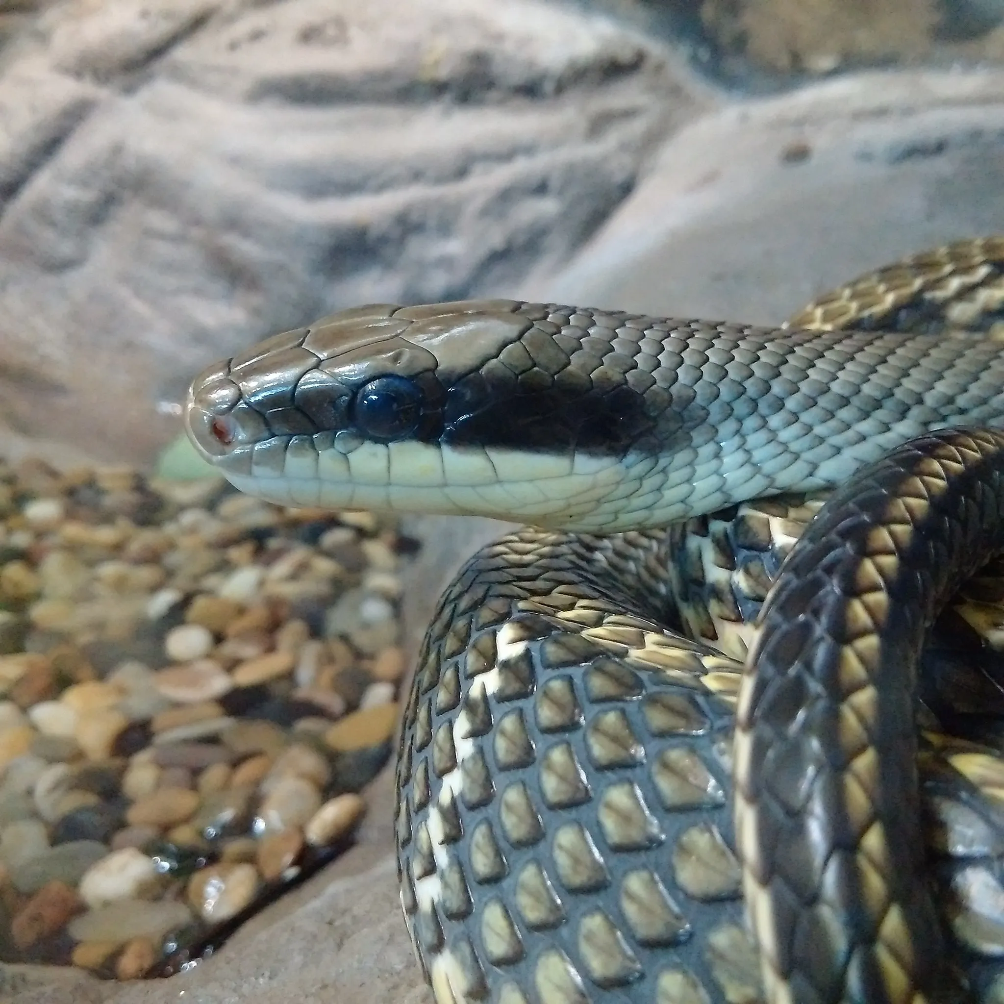 Blue Rat Snake/Blue Beauty Rat Snake