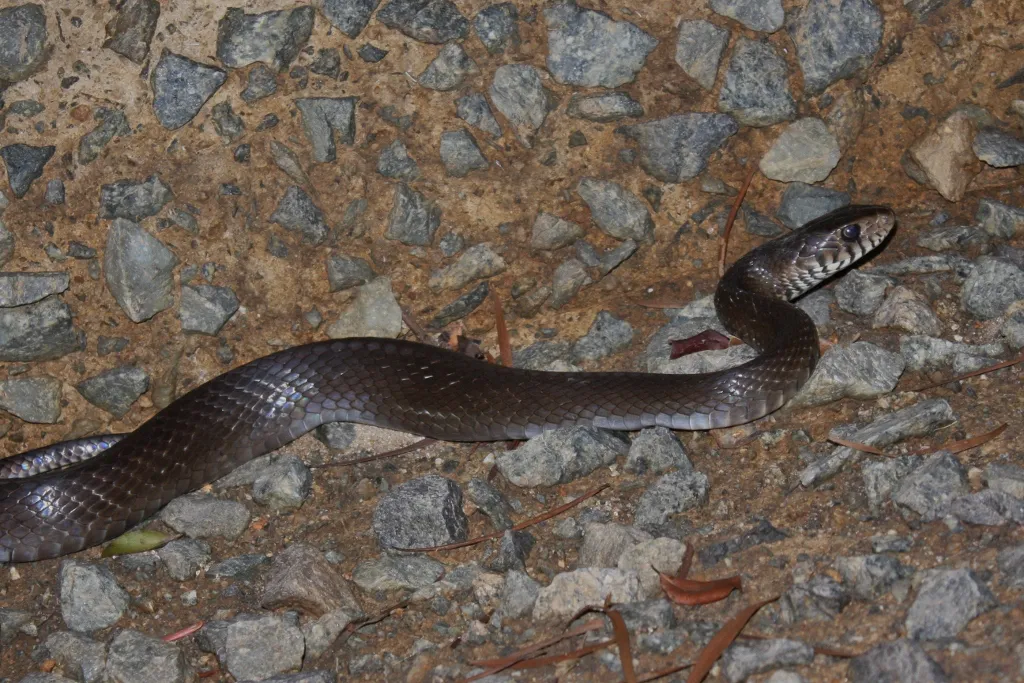 Brown Rat Snake Facts
