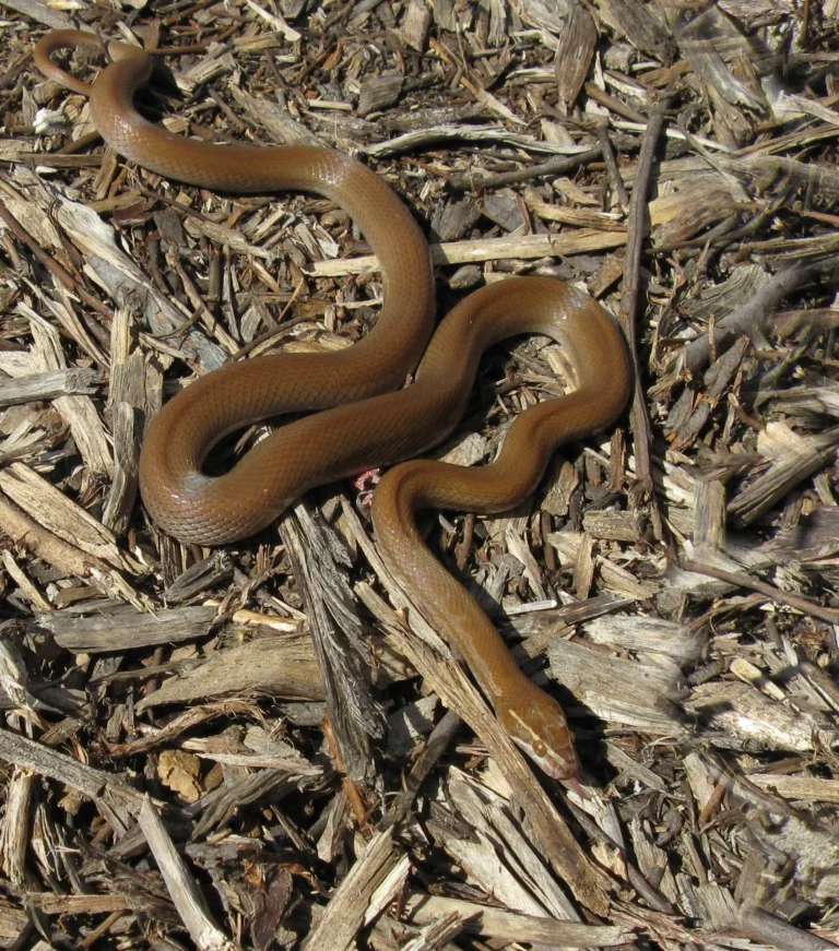 Brown Rat Snake Facts, Description, Characteristics
