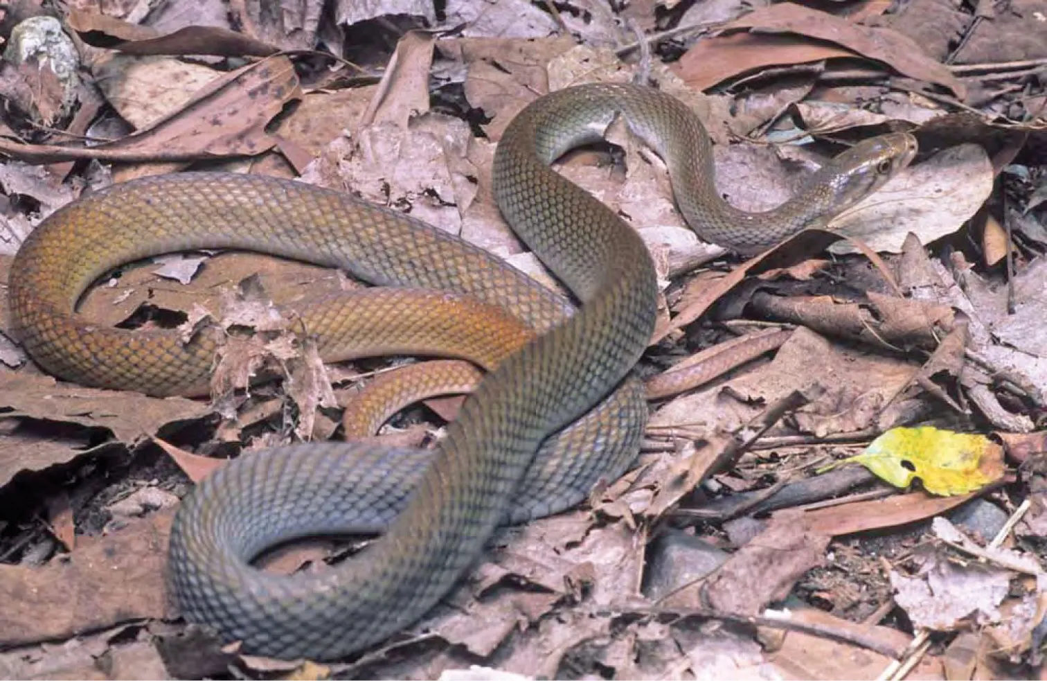 Brown Rat Snake Facts