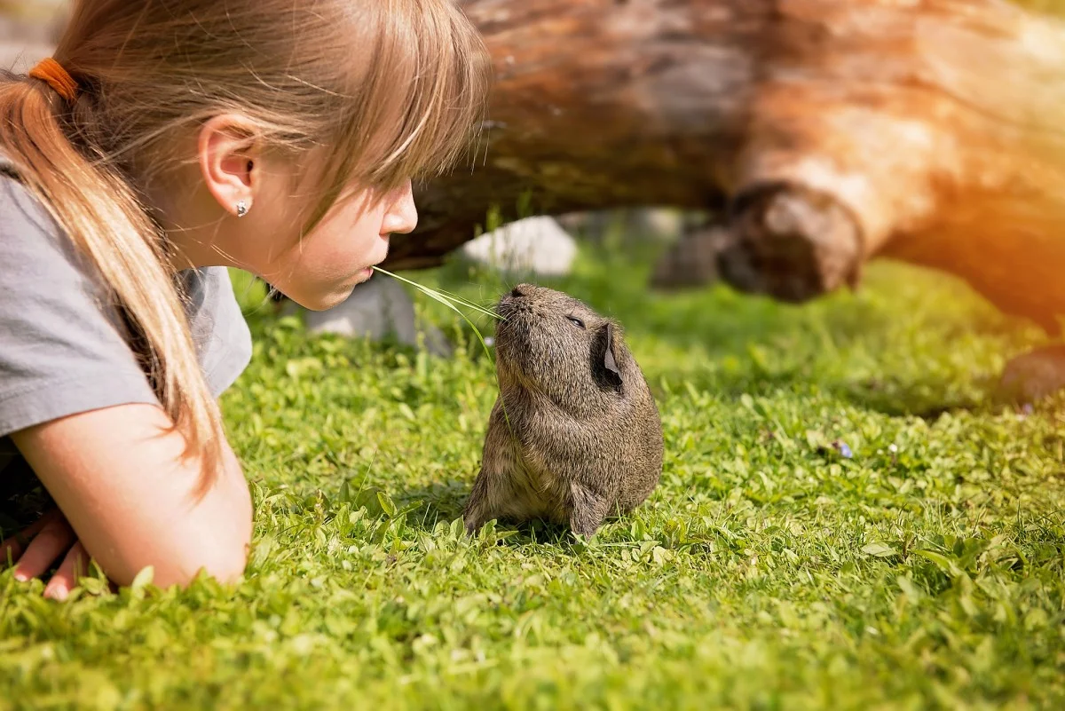  guinea pig vs rabbit