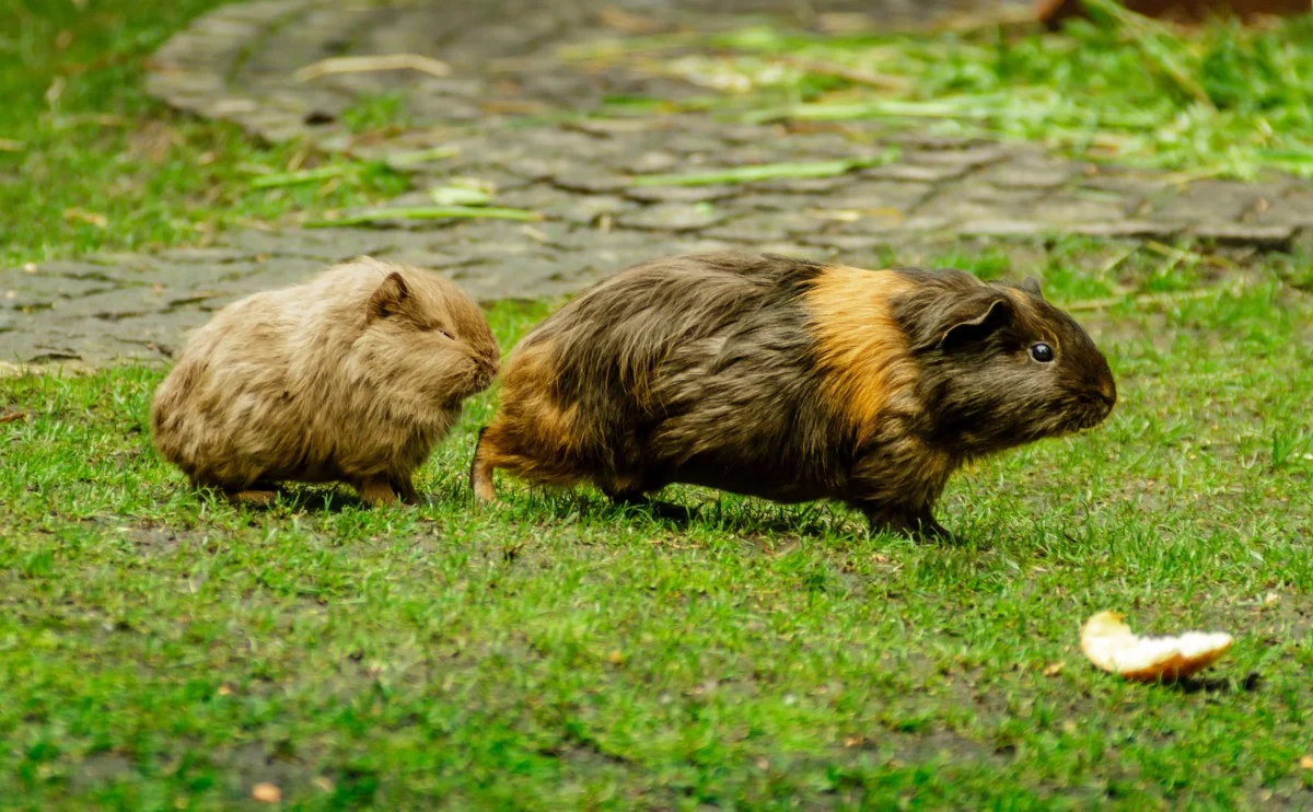 male guinea pig vs female