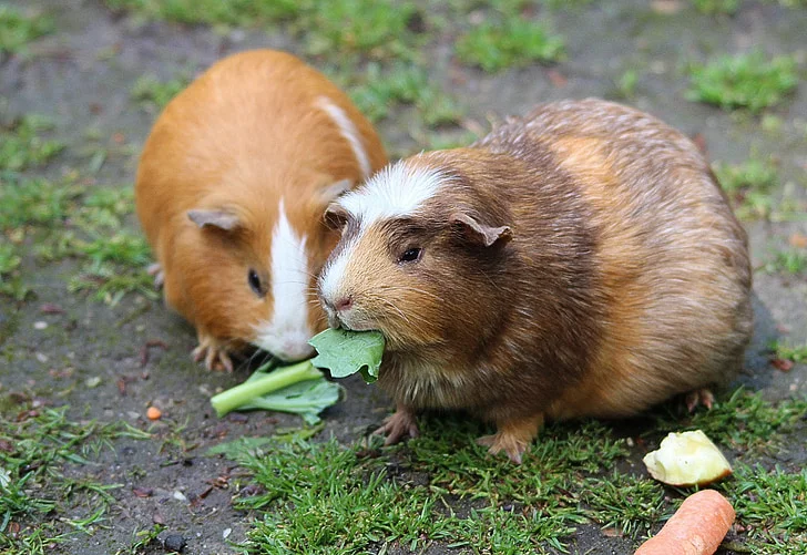 guinea pig vs hamster