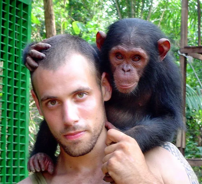 Chimpanzee Vs Ape
