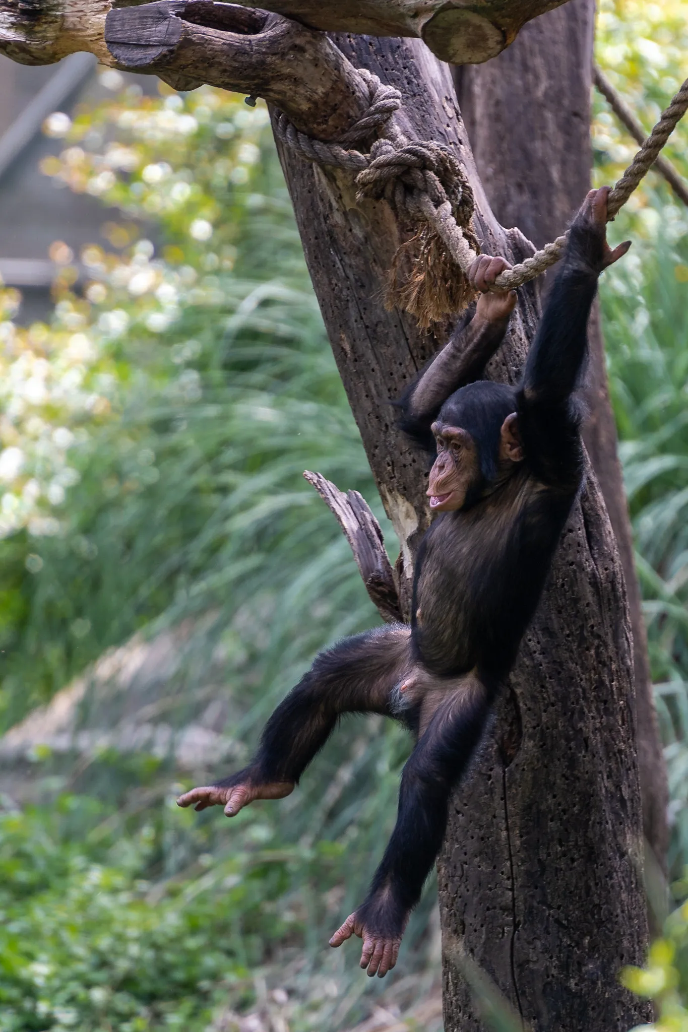 Chimpanzee Vs human