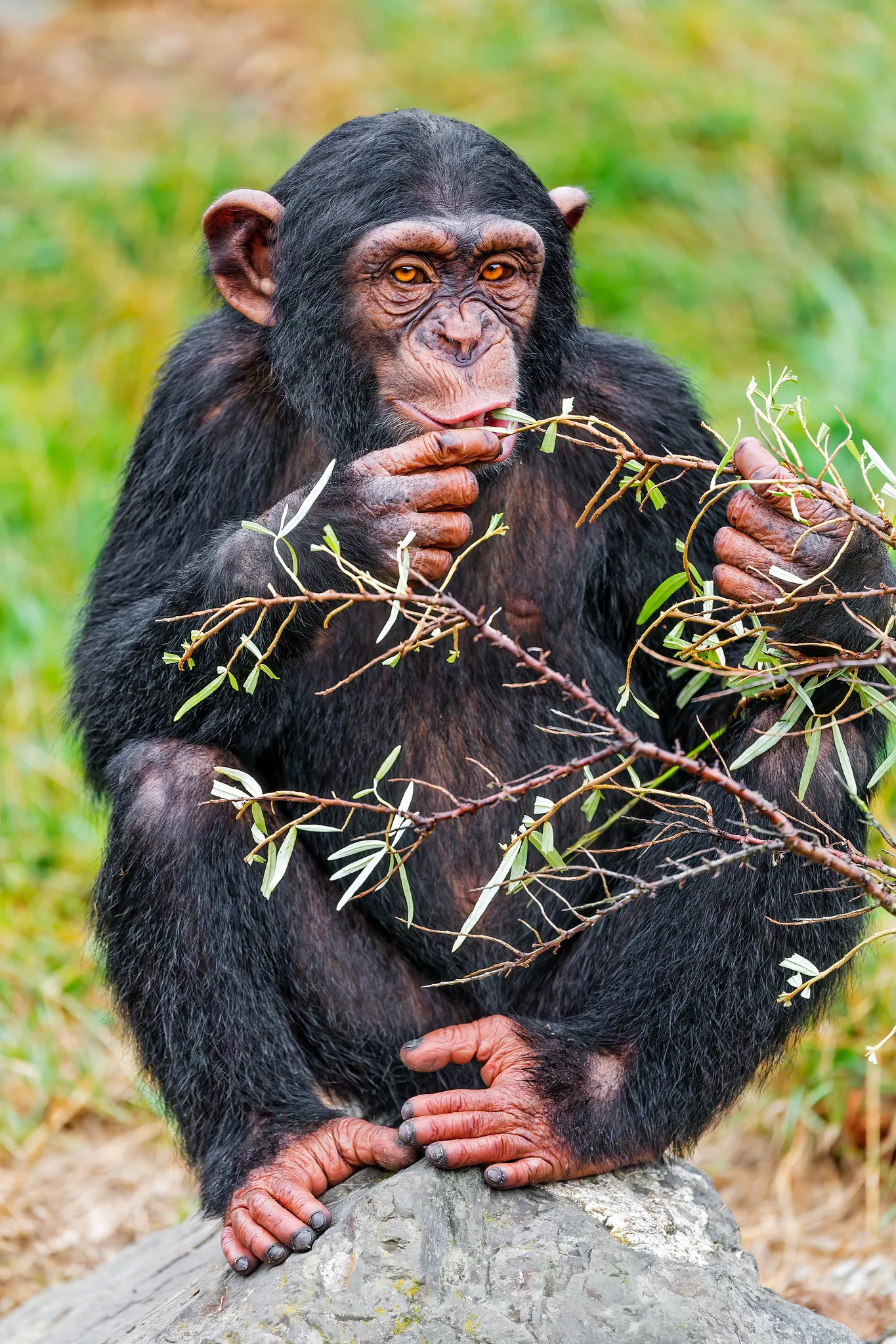 Chimpanzee Vs Leopard