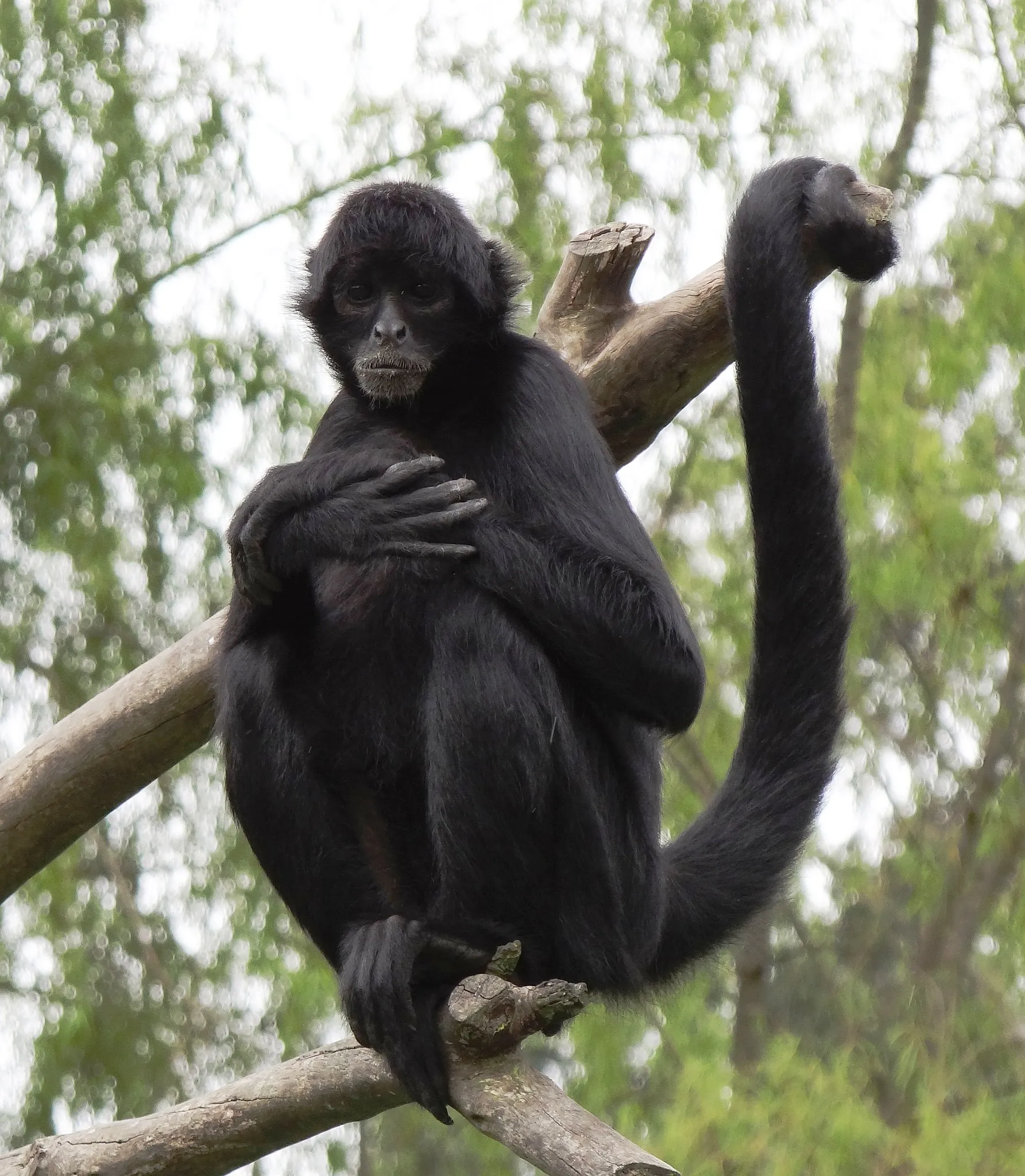 Chimpanzee Vs Ape