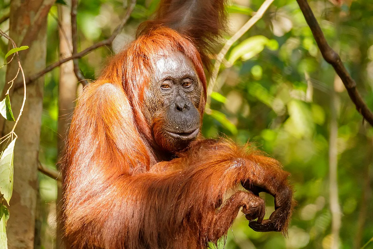 Chimpanzee Vs Orangutan
