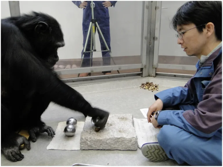 Chimpanzee Vs Tiger Fight Prediction, Overall Comparison