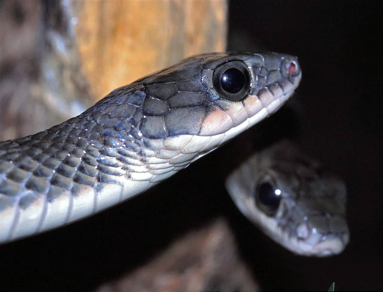 Chinese Rat Snake Facts