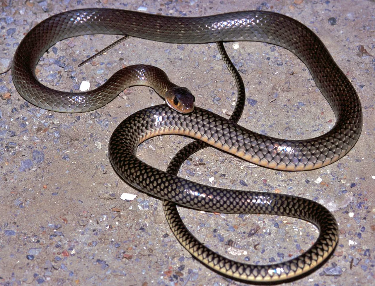 gopher snake vs rat snake