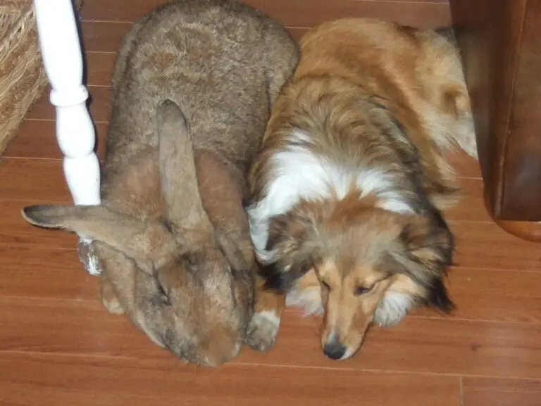 Continental Giant Rabbit Vs Flemish Giant Differences and Similarities