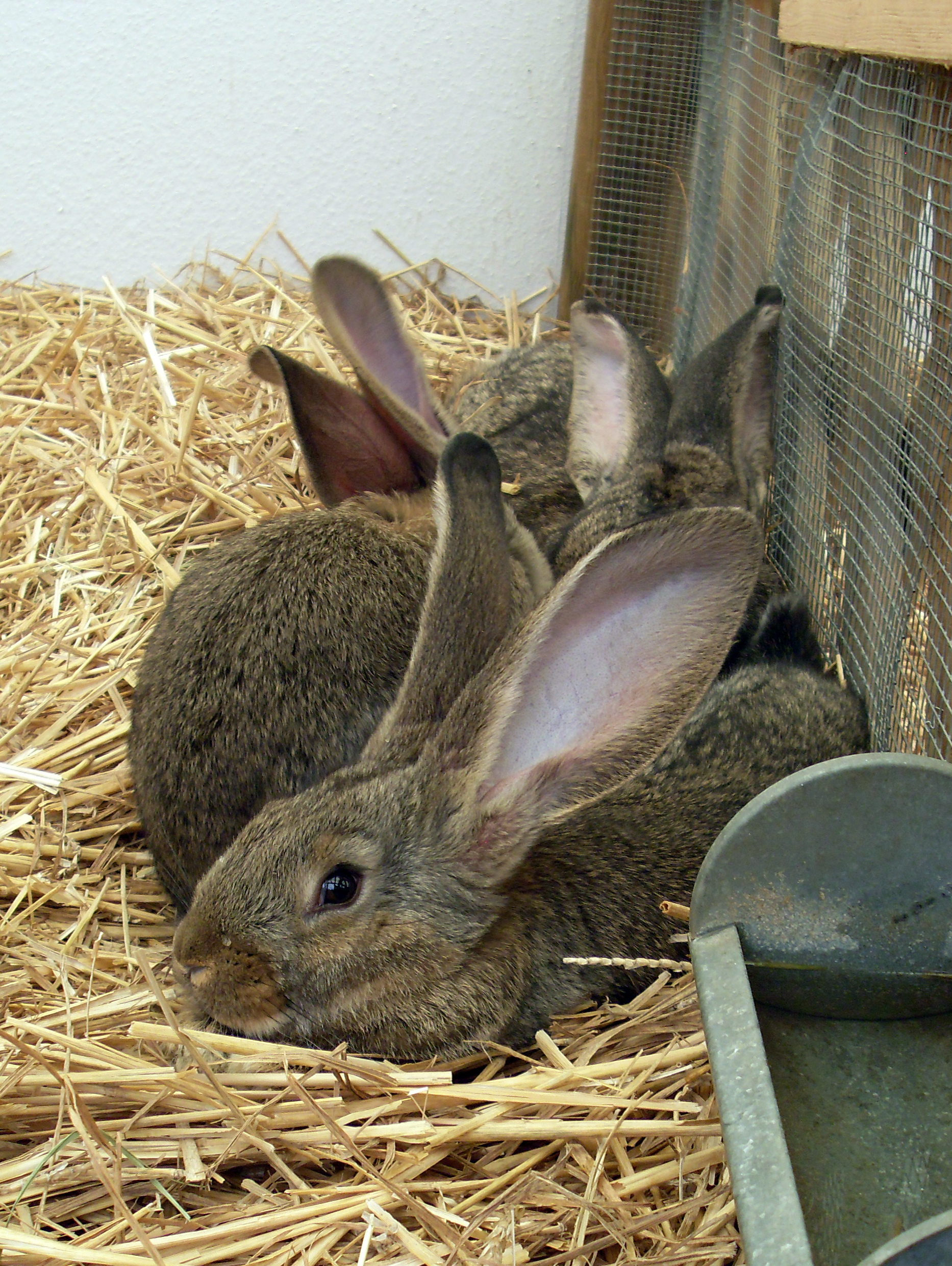 jack rabbit vs bunny