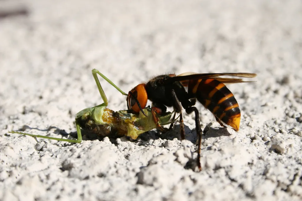 Do Hornets Eat Meat? Hornet Food Chain Position and Role