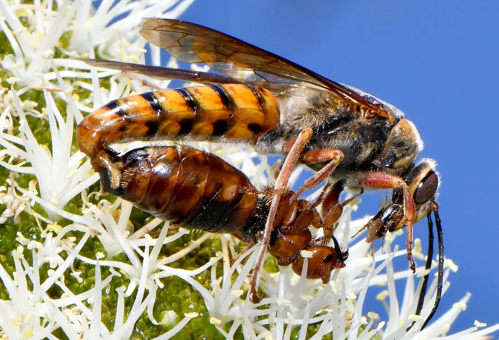 Do Wasps Eat Meat? Ecologic Classification of Wasps