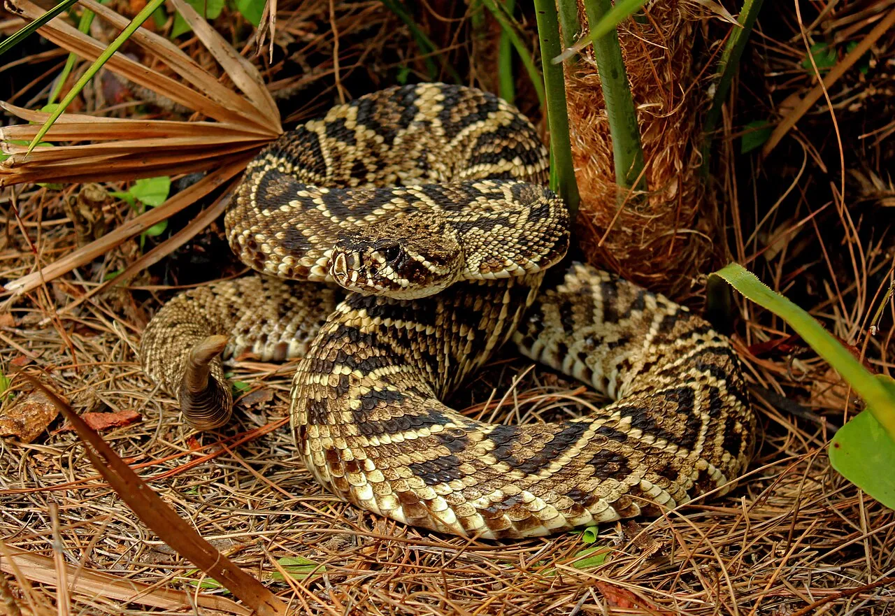 gopher snake vs rattlesnake