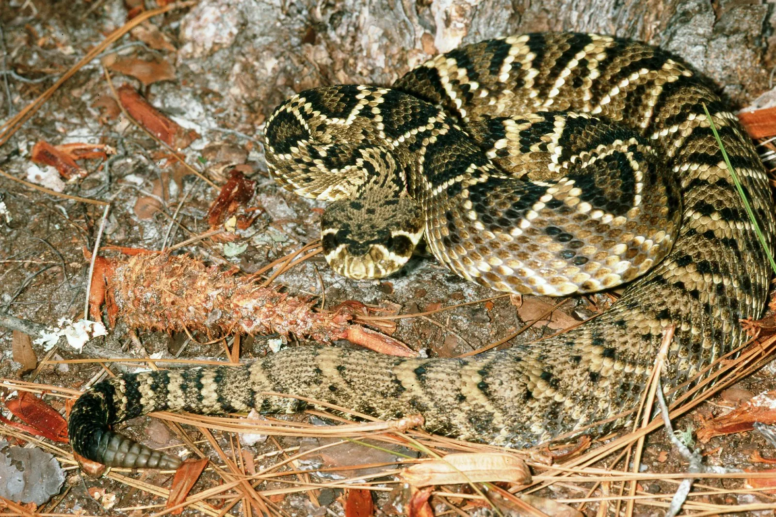 Eastern Diamondback Rattlesnake Facts