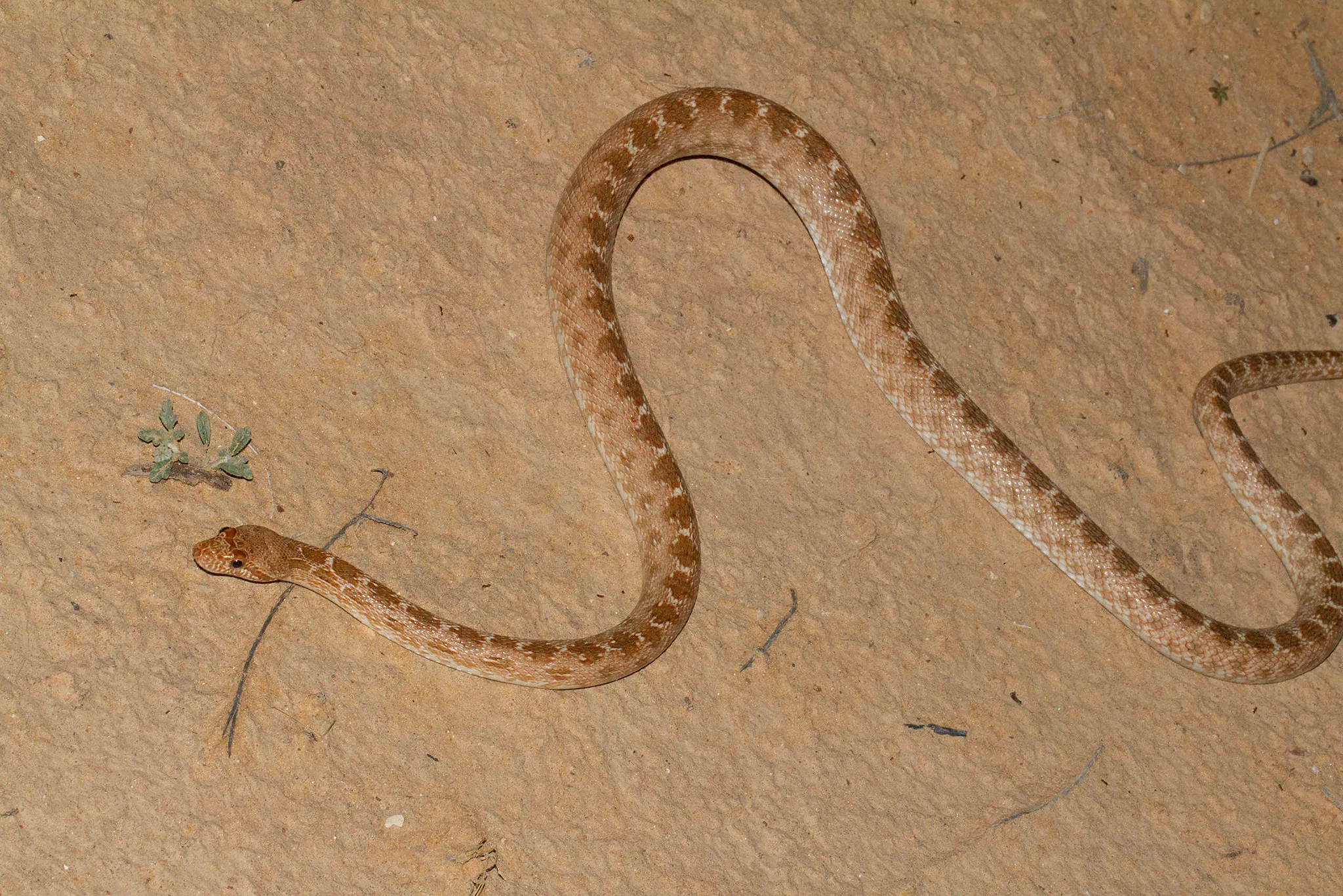 Egyptian Rat Snake Facts