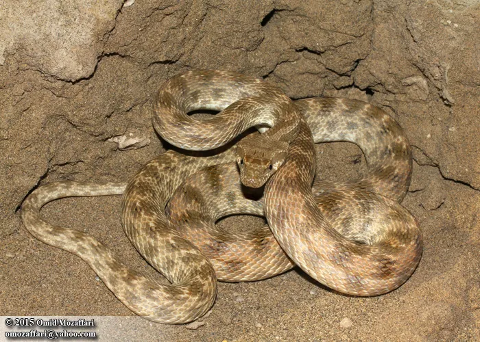 Egyptian Rat Snake Facts