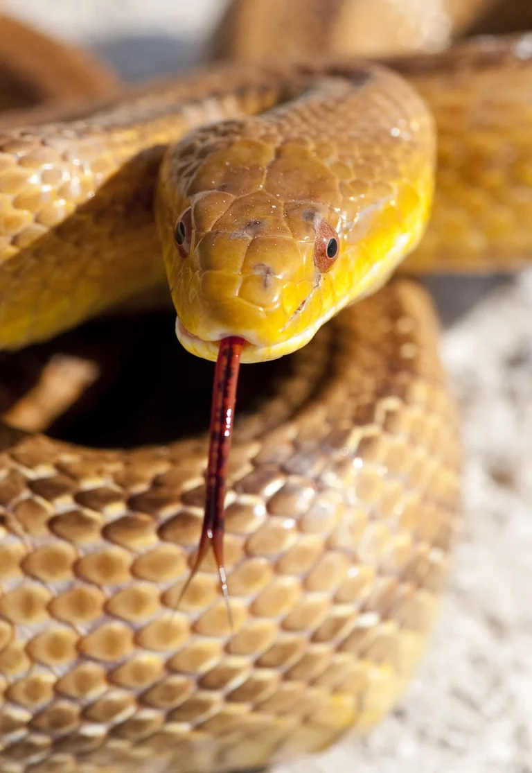 Everglades Rat Snake Facts, Habitat, Characteristics