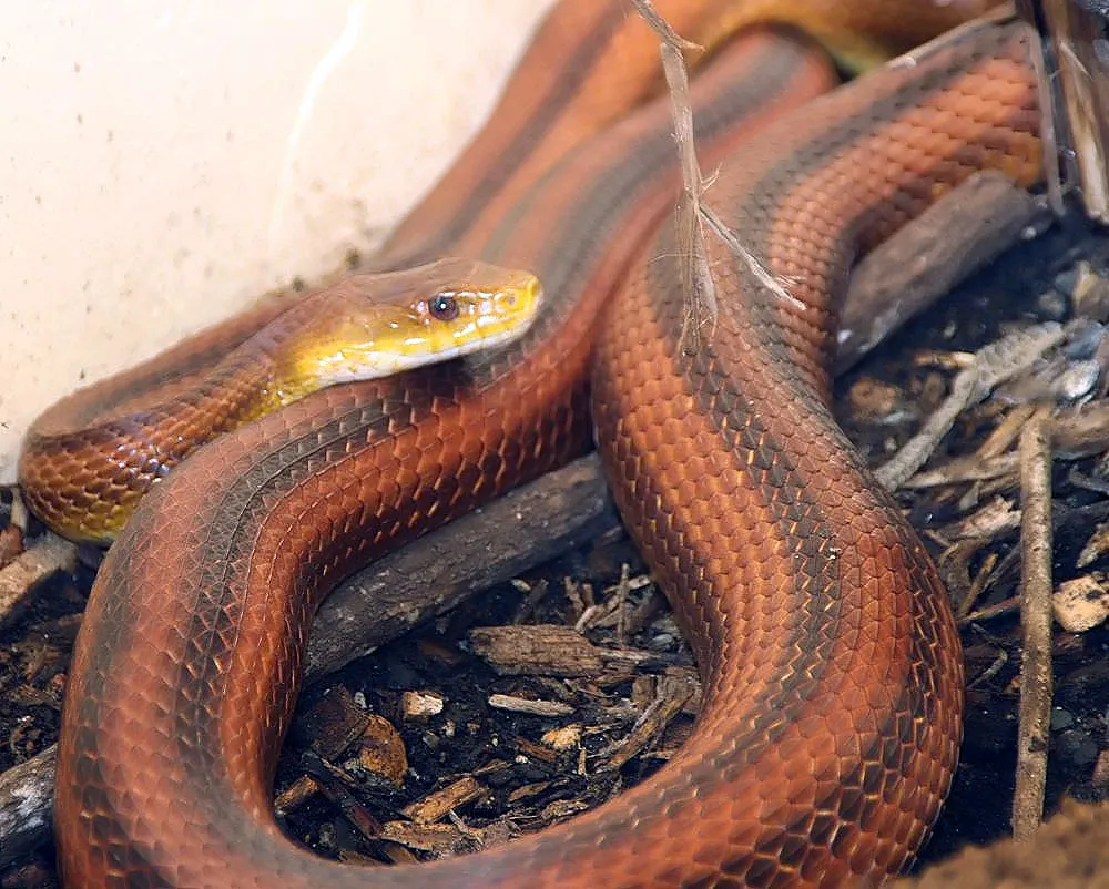 Everglades Rat Snake Facts
