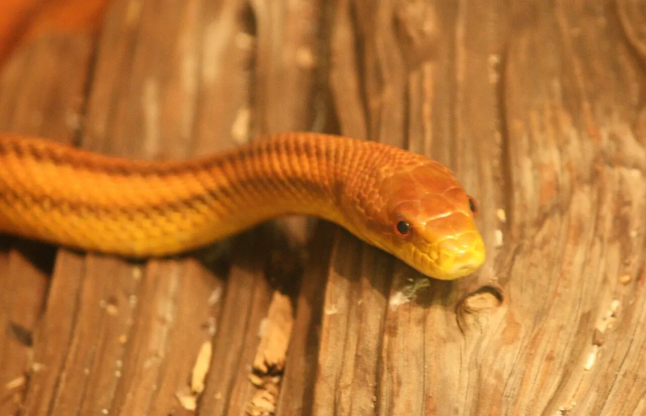 Everglades Rat Snake Facts