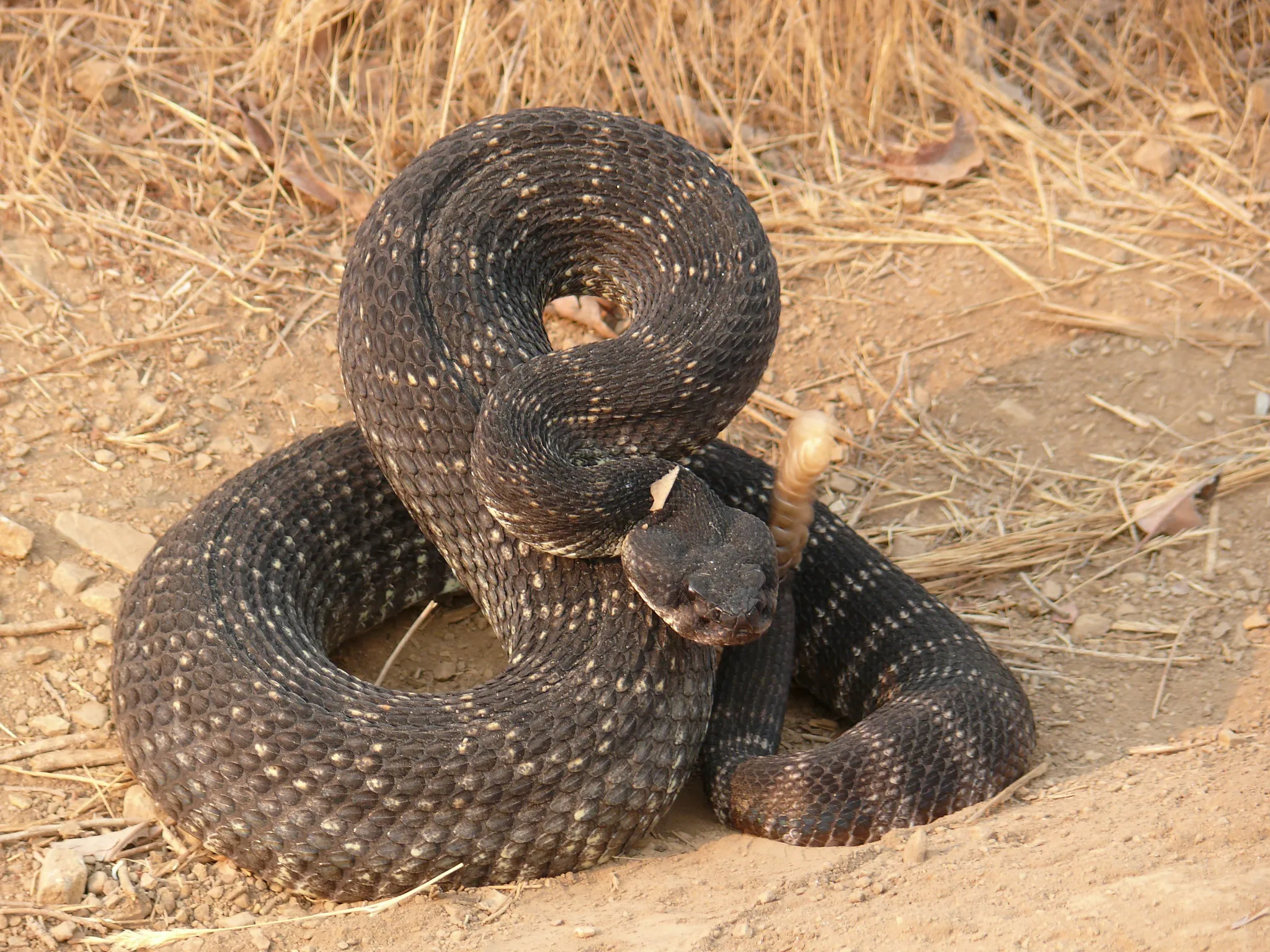 Gila Monster Vs Beaded Lizard | Gila Monster Vs Rattlesnake