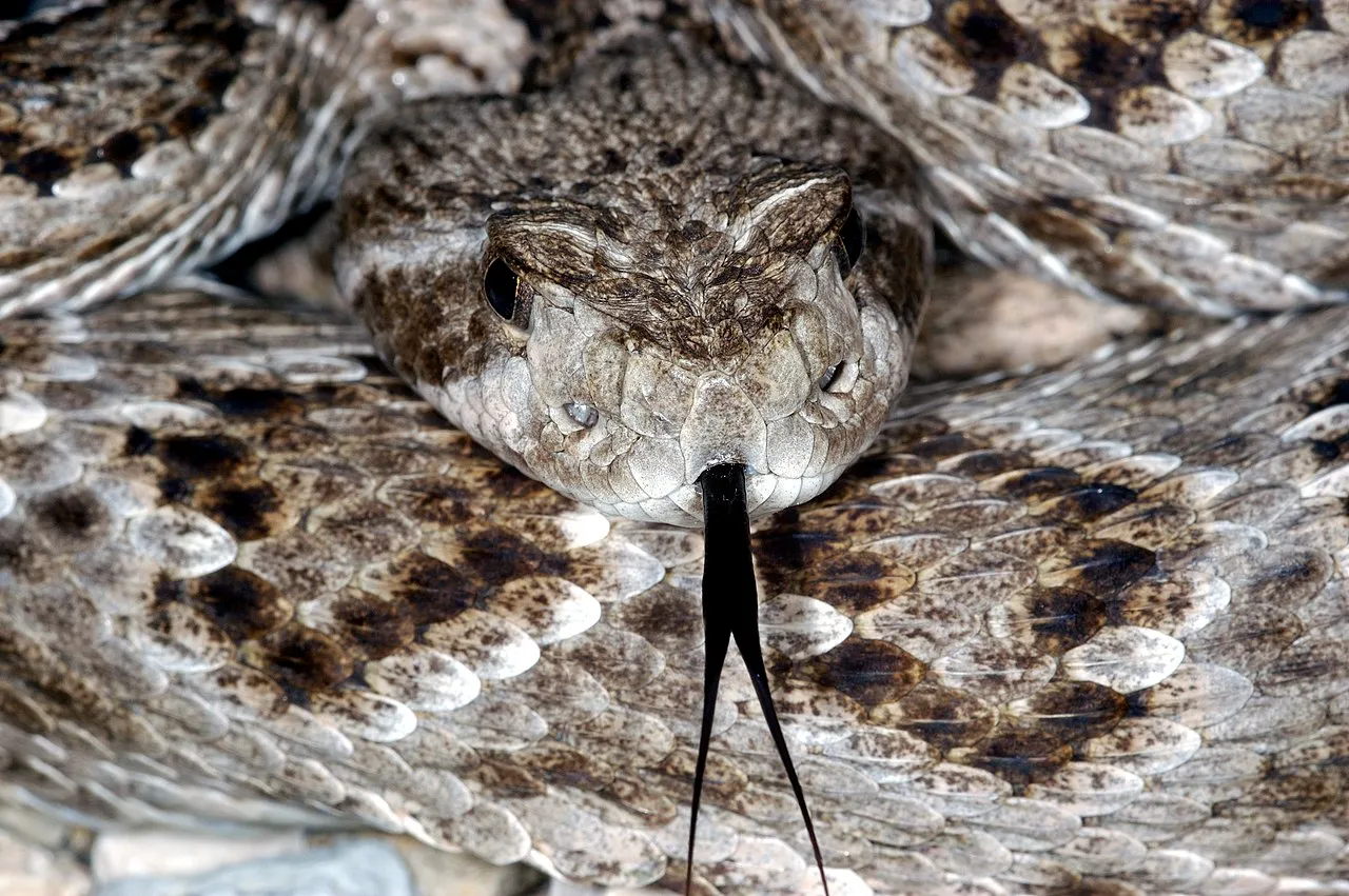 Gila Monster Vs Beaded Lizard | Gila Monster Vs Rattlesnake