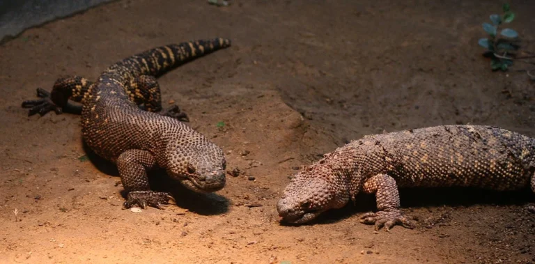 Gila Monster Vs Mexican Beaded Lizard Size, Weight, Overall Comparison