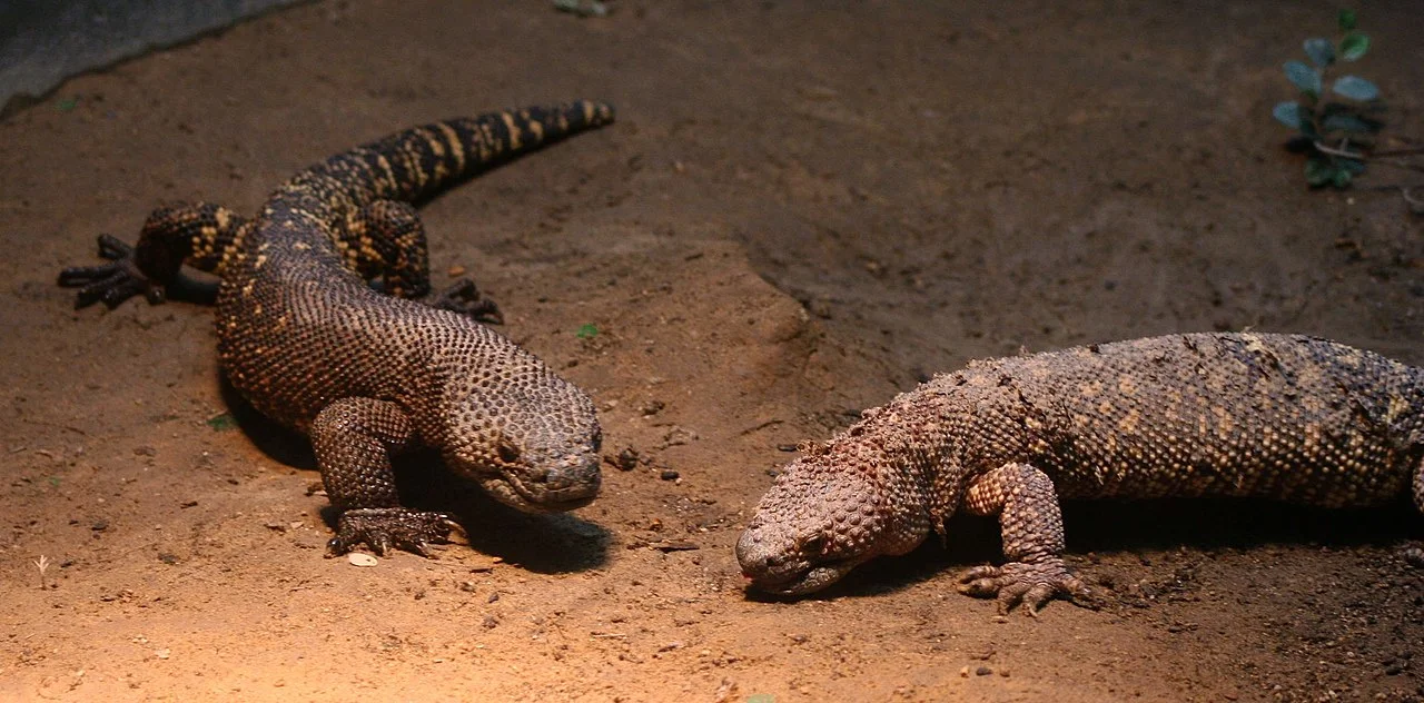 Gila Monster Vs Mexican Beaded Lizard