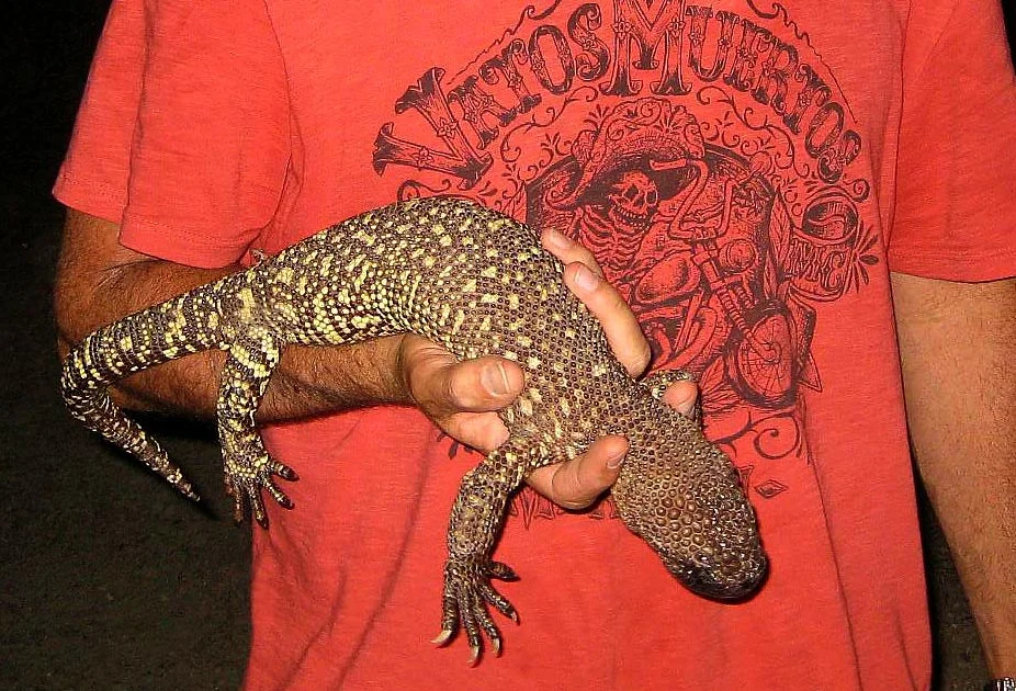 Gila Monster Vs Mexican Beaded Lizard