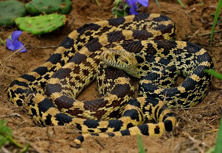 Gopher Snake Vs Bullsnake Size, Venomous Potency, Overall Comparison