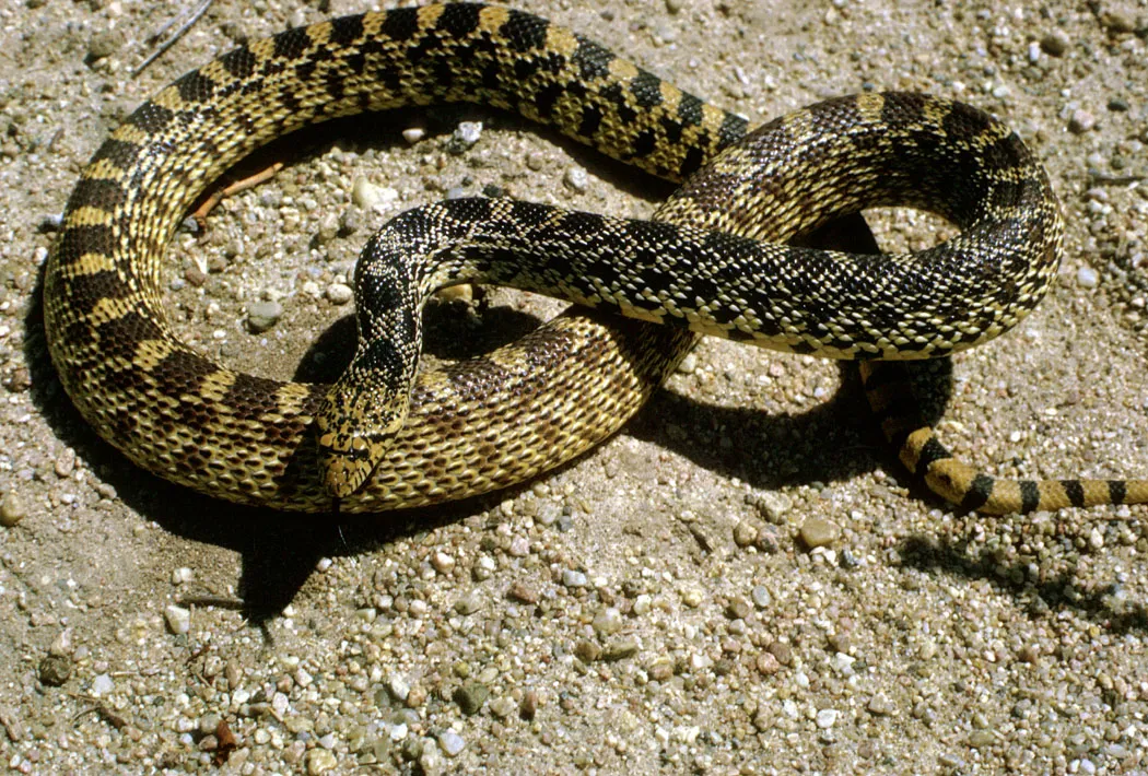 Gopher Snake Vs Bullsnake Size