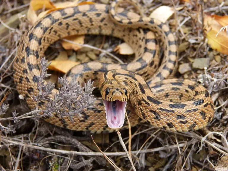 Gopher Snake Vs Rattlesnake Fight Prediction, Full Comparison