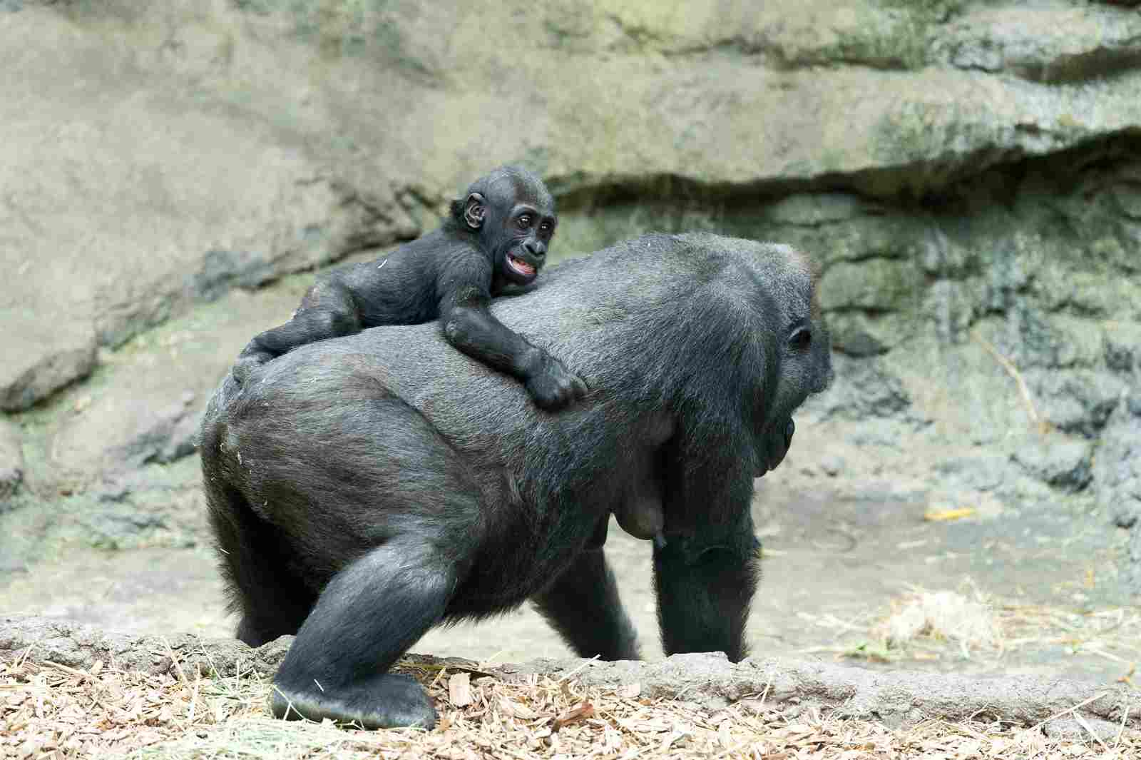 Gorilla Vs Bear