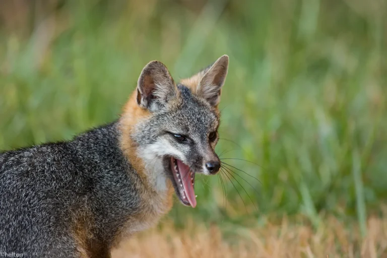 Gray Fox Range, Facts, Characteristics and Full Description