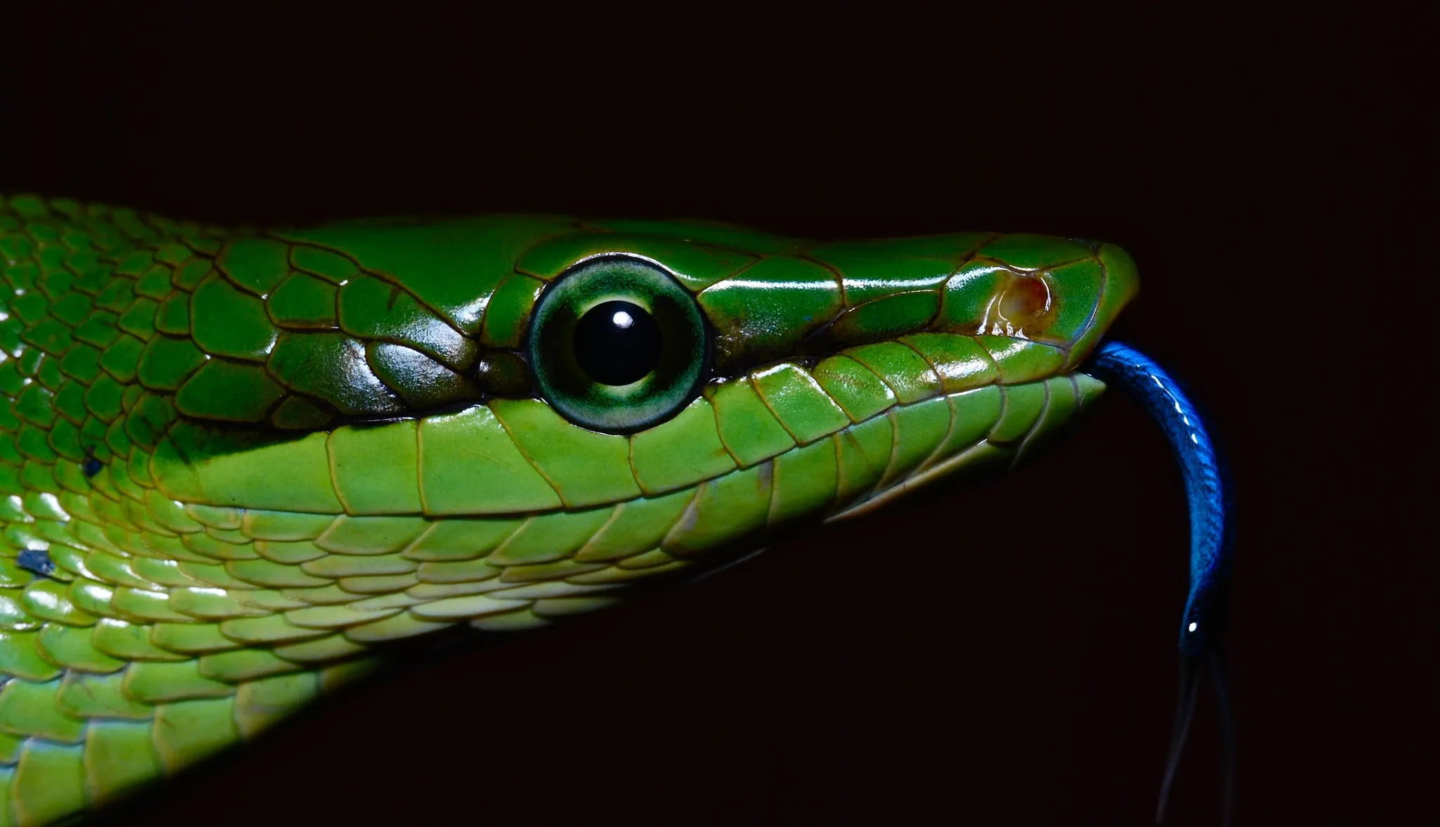 Green Rat Snake Facts