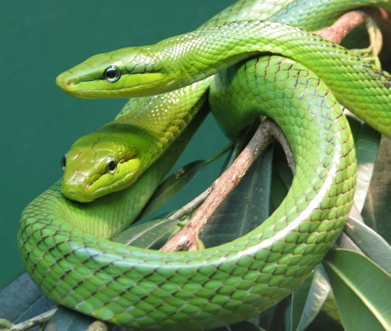 Green Rat Snake Facts, Description, Characteristics
