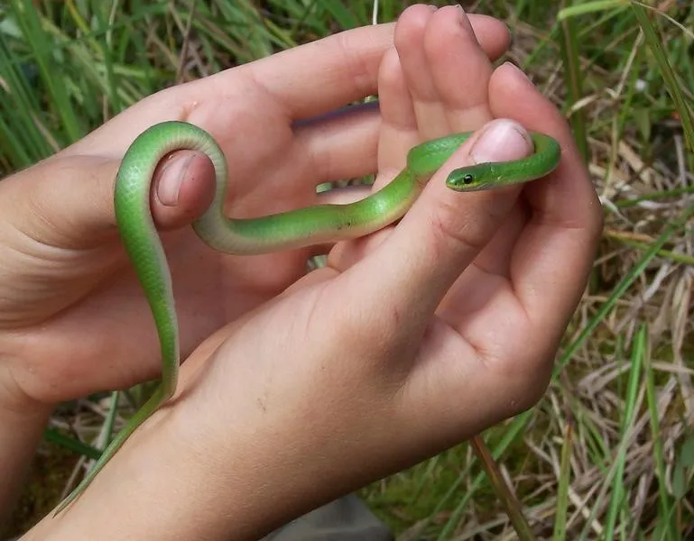 Green Snakes (Opheodrys) Facts, Subspecies, Characteristics Discussed