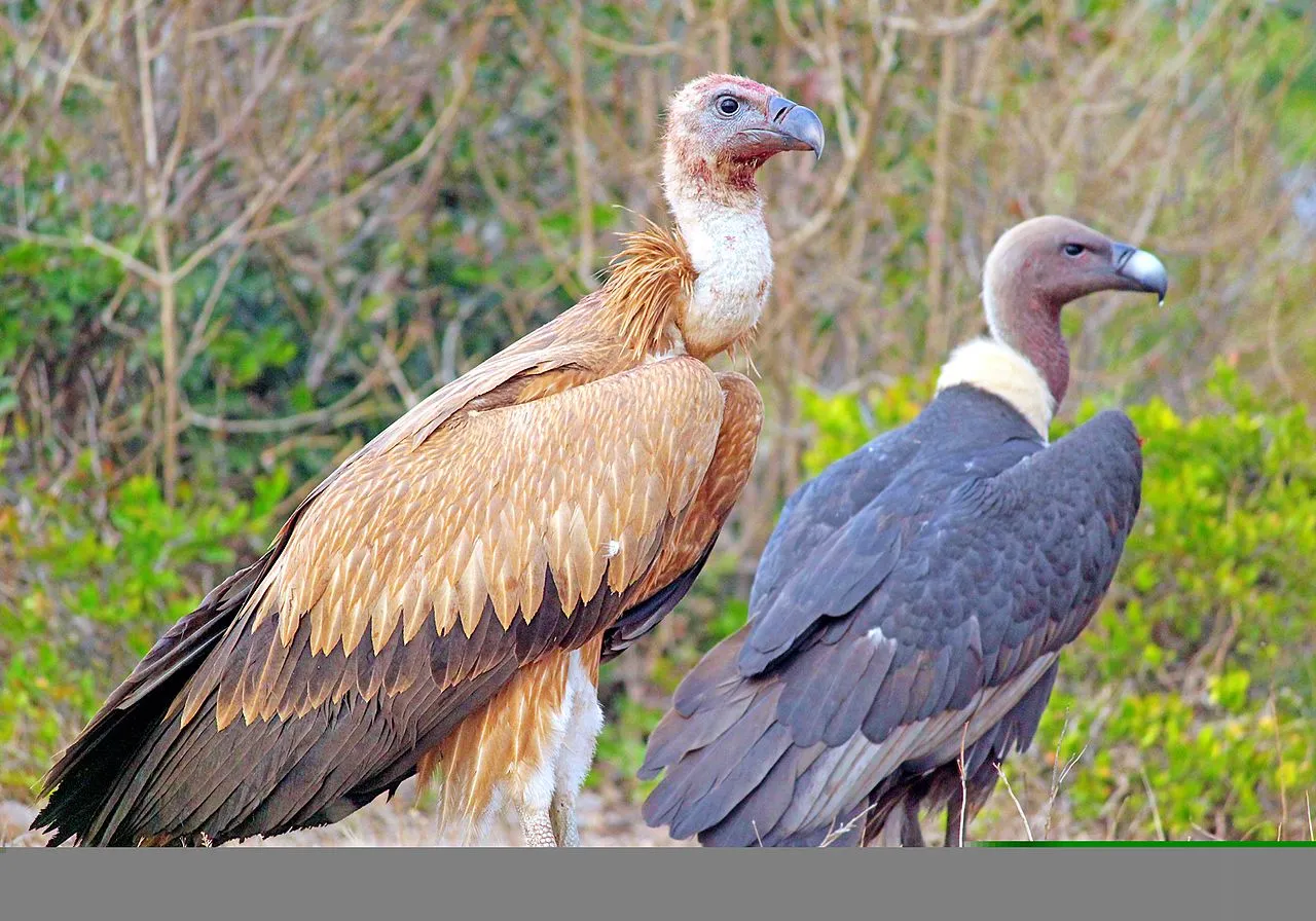 Griffon Vultures Facts