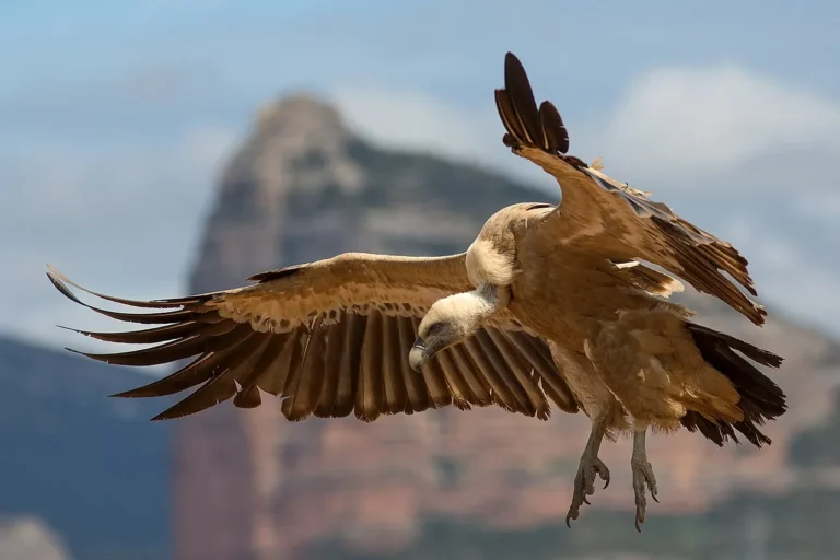 Griffon Vultures Facts, Characteristics and Full Description
