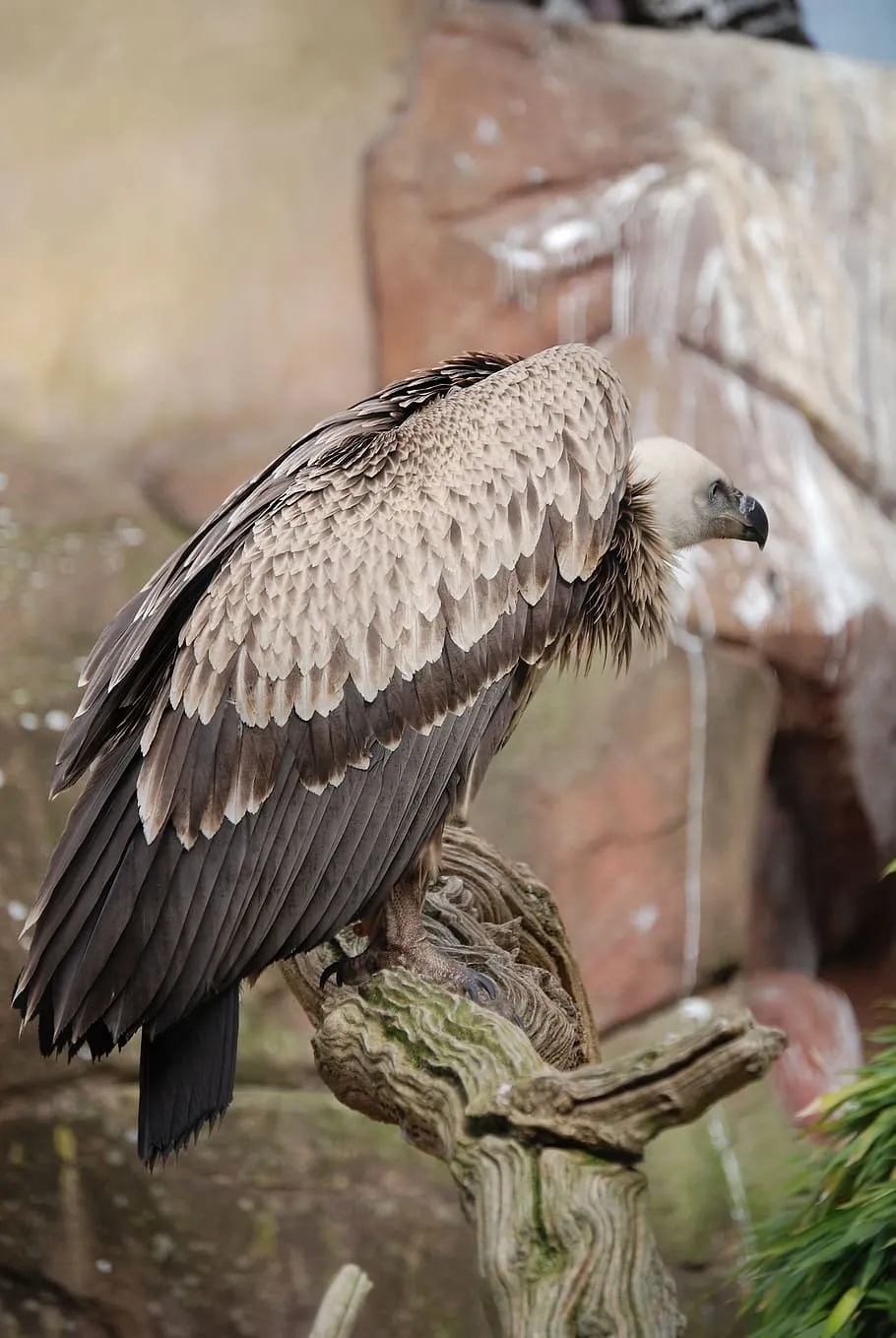 Griffon Vultures Facts