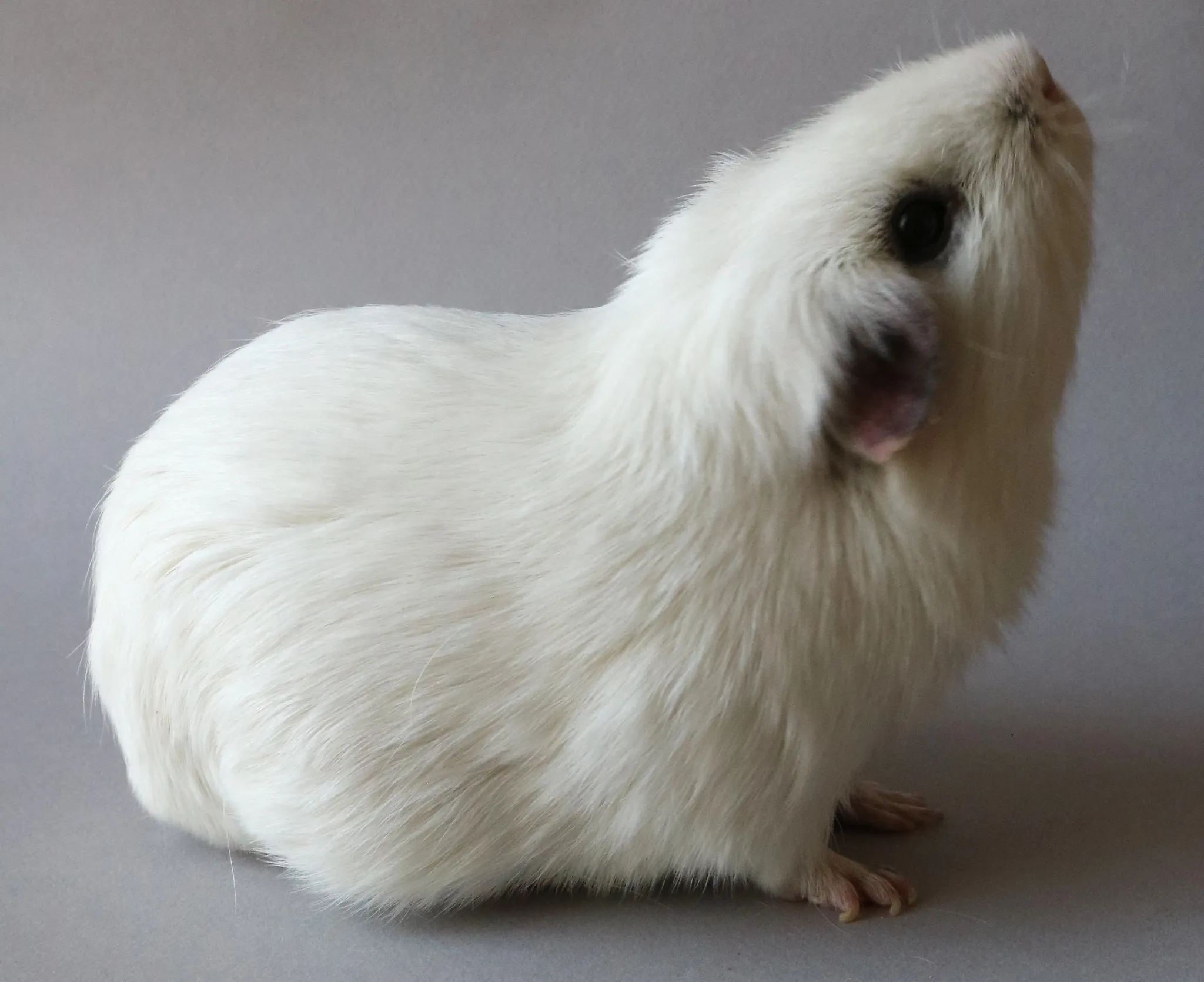 Guinea Pig Vs Hamster