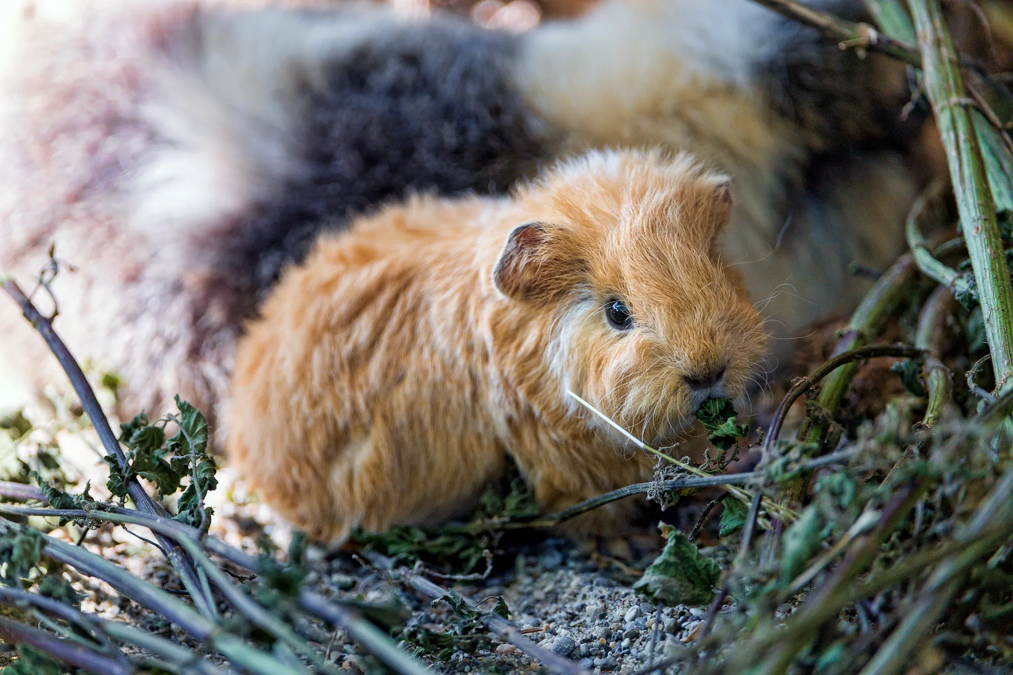 guinea pig vs gerbil