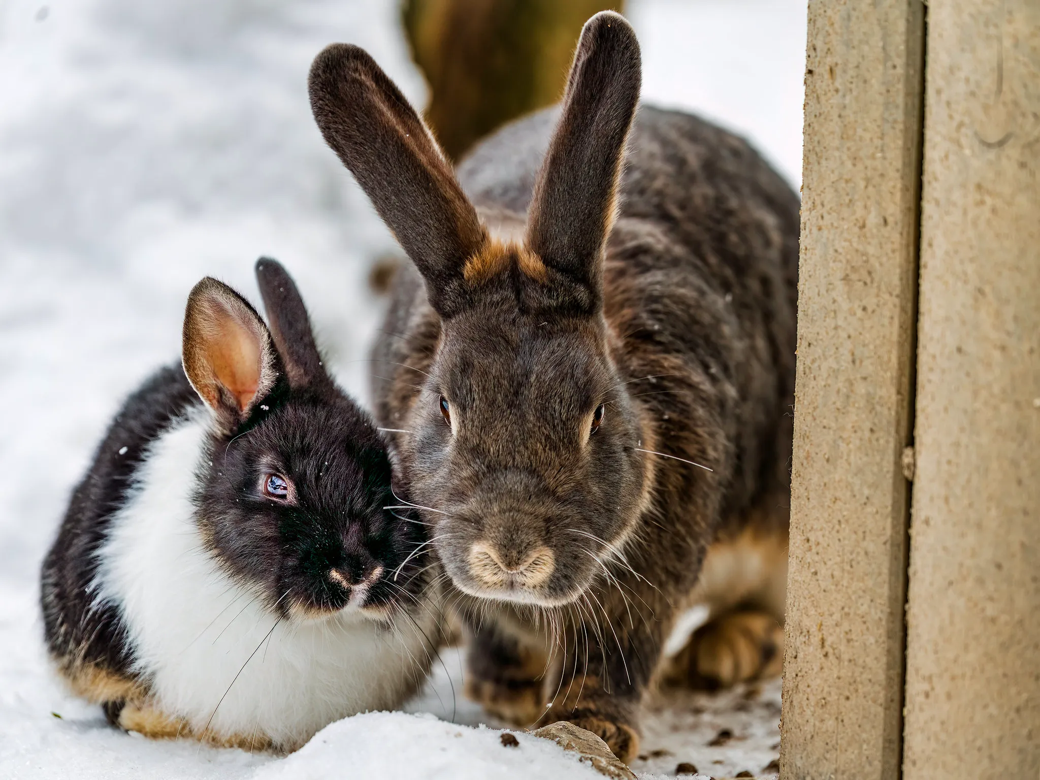 wild rabbit vs domestic rabbit