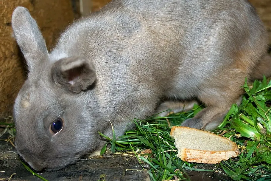 Hamster Vs Guinea Pig Vs Gerbil Vs Chinchilla