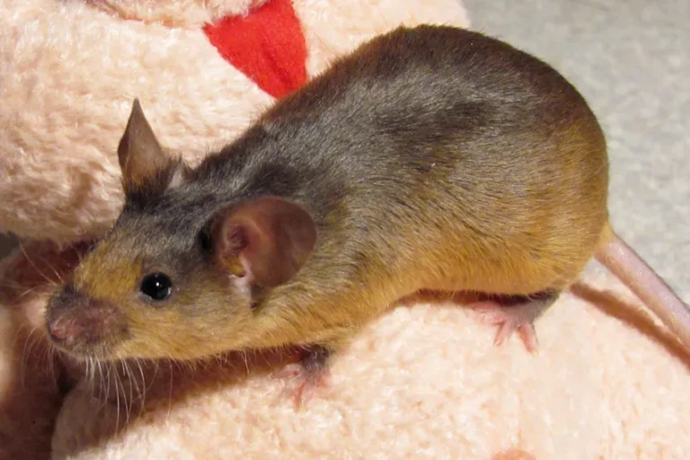 Hamster Vs Mouse Pet Suitability, Overall Comparison